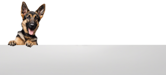 German Shepherd dog has its paws on the edge of a white board and is looking at the camera with a happy expression isolate on transparent background, cutout, png