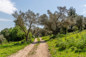 Dirt road leading into the forest at Ramat Maneshe in northern Israel
