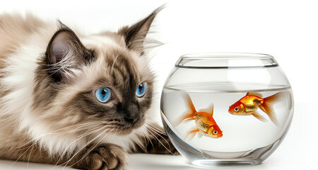 cat looking fish, AI generated - 784643929