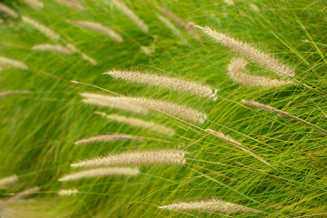 Decorative plant of  chinese silver grass growing in the garden