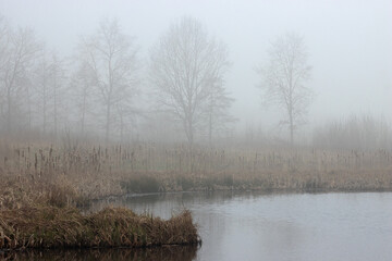 Seeufer mit Schilf und Bäumen im Nebel im Winter.