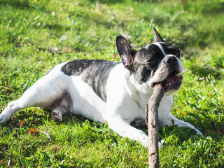 Cute puppy lying on green grass and chewing a stick. Clear, sunny day. Closeup, outdoor. Day light. Concept of care, education, obedience training and raising pets