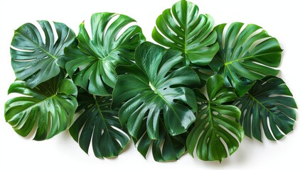 Fototapeta na wymiar Vibrant Green Foliage: Tropical Plants Floral Arrangement Generative AI