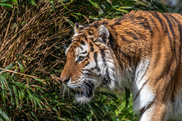 Tiger side view of head