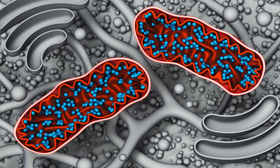 Mitochondria - microbiology structure, cell organelle. 3d illustration on biological background