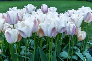 Close up  of Tulips at Hampton Court Palace in London.