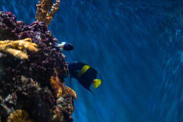 Fish swims near coral reef in underwater diving adventure