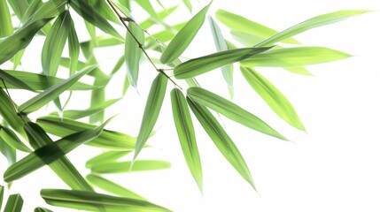Fototapeta premium Green tropical bamboo isolated on white background wallpaper