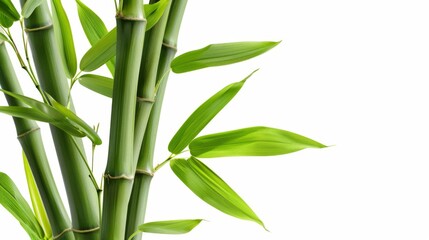Fototapeta na wymiar Green tropical bamboo isolated on white background wallpaper