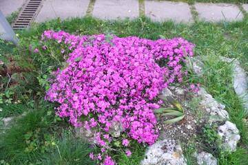 flowers in the garden