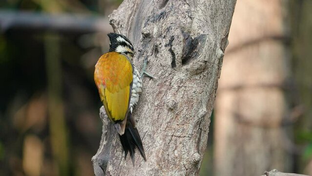 Common flameback, Common goldenback birdwatching in the forest.