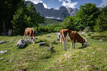 Landschaftspflege in den Alpen - Fleckvieh beweiden eine bewaldete und felsige Alm im Hochgebirge.