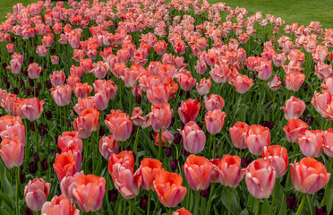 Close up  of Tulips at Hampton Court Palace in London.