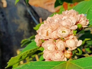 Jasminum Sambac, famously known as Mogra or Beli Flower