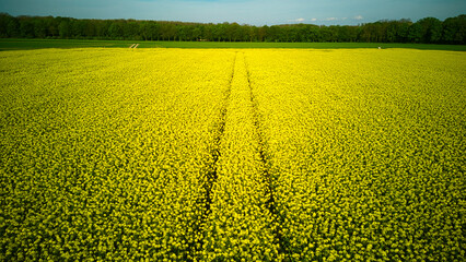 Field of blooming rapeseed with tractor