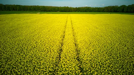 Papier Peint photo Jaune Field of blooming rapeseed with tractor
