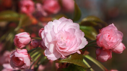 Part of a cherry blossom branch on a blurred, natural background. Delicate pink Japanese cherry flowers.