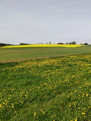 Gelb blühendes Rapsfeld in Hügellandschaft - 784652552