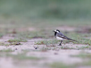 Fototapeta premium Gray white wagtail , Motacilla alba standing 