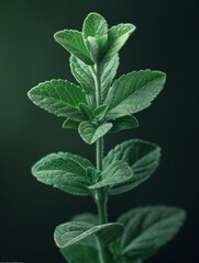 Stevia Sweetener Leaf Perspective Generative AI - obrazy, fototapety, plakaty