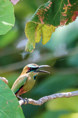 Colorful motmot sings while perched on a branch.