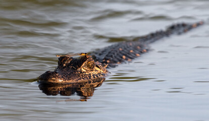An American Alligator and Dragonfly