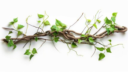 Jungle liana isolated on white background wallpaper