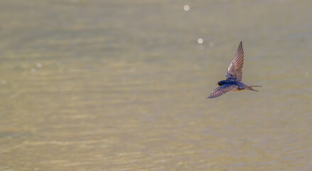 Barn swallow flies over a lake in spring.