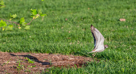 Closeup of a killdeer taking off from the ground.
