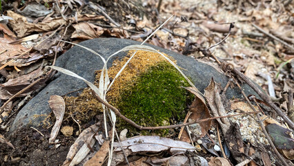 Green and Yellow Moss on Rock in the Woods