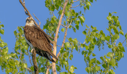 Osprey perched in a tree staring at the camera.