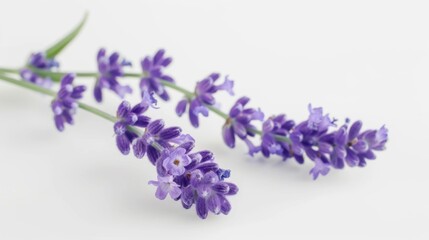 Lavender bloom bouquet isolated on white background wallpaper