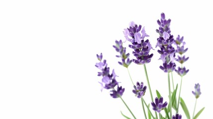 Lavender bloom bouquet isolated on white background wallpaper