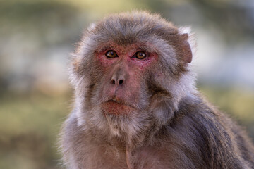 Rhesus Macaque - Macaca mulatta, portrait of beautiful popular primate endemic in Central and...