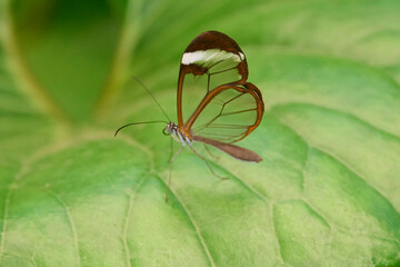 SChmetterling