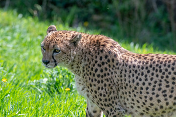 cheetah on the ground