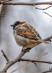 House Sparrow (Passer domesticus) - Found worldwide