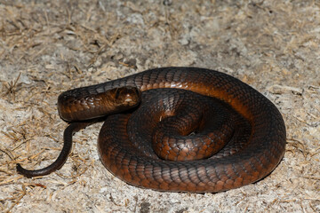 A highly venomous Anchieta’s Cobra (Naja anchietae) active in the wild during dusk