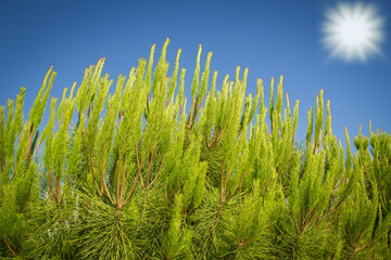 beautiful plant on nature near the sea background