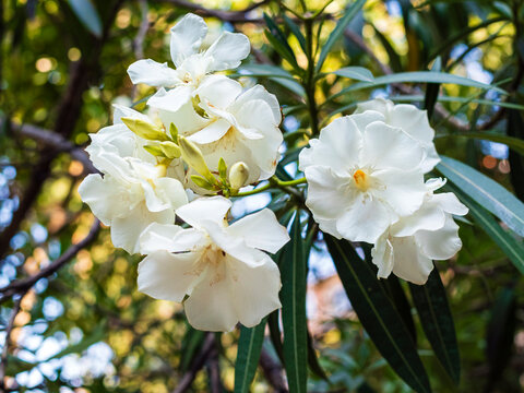 close-up of a branch of an oleander blooming with white flowers