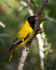 Black-headed Oriole Bird perched in forest yellow and black bird with red beak red eye south africa...