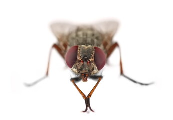 Housefly insect, Musca domestica, isolated on white, clipping - obrazy, fototapety, plakaty