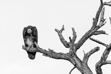 Hooded Vulture pruning feathers on old dead tree black and white landscape, savanna, south africa, kruger national park