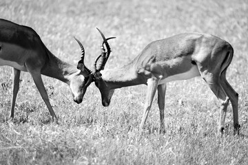 Impala antelope Males fighting horns locked savanna kruger national park south africa black and...