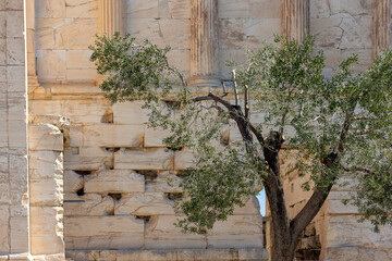 Olive tree, the symbol of goddess Athena, next to Erechtheion, the emblematic ancient buildind on the Acropolis of Athens, erected in 406 BC.