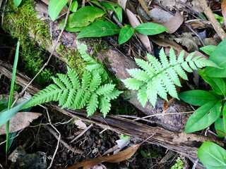 leaves in the forest