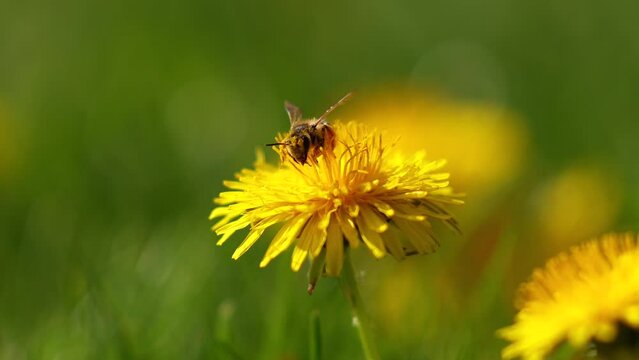 Working bees video. 4K video with a bee on a dandelion yellow spring flower in the middle of a green lawn.