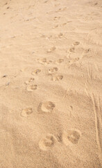 Fototapeta na wymiar Animal tracks in sand