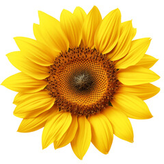 Realistic sunflower 