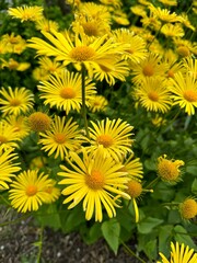 bright yellow flowers in the park on a spring day